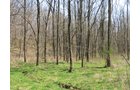 Property photo 23 - 137 Acres in 2 Tracts - 64 Tillable Acres, Potential Building Sites, Hunting